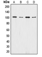 Catenin alpha 1/2 Rabbit Polyclonal Antibody