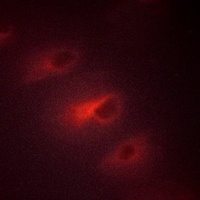 Catenin alpha 1/2 Rabbit Polyclonal Antibody