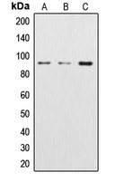 Beta-catenin Rabbit Polyclonal Antibody