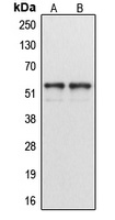 Cytochrome P450 1A1/2 Antibody