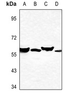 Cytochrome P450 2A7 Rabbit Polyclonal Antibody
