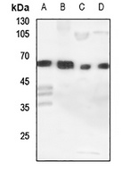 Cytochrome P450 11A1 Rabbit Polyclonal Antibody