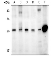 GADD153 Antibody