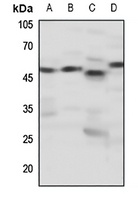 Dopamine Receptor D4 Rabbit Polyclonal Antibody