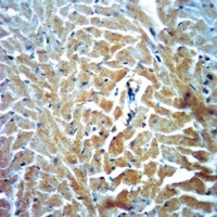 Dishevelled 3 Rabbit Polyclonal Antibody