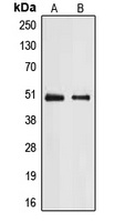 E2F2 Rabbit Polyclonal Antibody