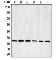 E2F4 Rabbit Polyclonal Antibody