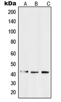 EDG3 Rabbit Polyclonal Antibody