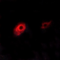 EDG3 Rabbit Polyclonal Antibody