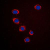 Ephrin A3 Antibody