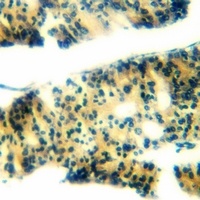 Ephrin B1 (Phospho-Y317) Antibody
