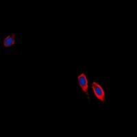 Ephrin B3 Rabbit Polyclonal Antibody