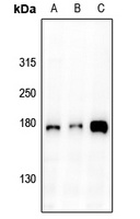 EGFR Antibody