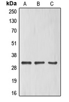 ELF5 Rabbit Polyclonal Antibody