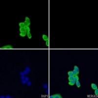 EPHA3 Antibody