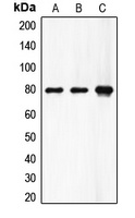 Factor XIII A Rabbit Polyclonal Antibody