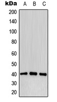 CD32b (Phospho-Y292) Antibody