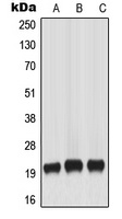MART-1 Rabbit Polyclonal Antibody