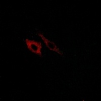 FPR1 Rabbit Polyclonal Antibody