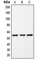 FRK Rabbit Polyclonal Antibody