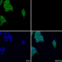 FYN (Phospho-Y530) Antibody