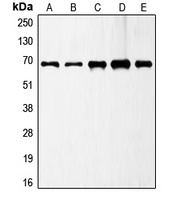 GAD1 Rabbit Polyclonal Antibody
