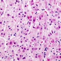 Connexin 32 Rabbit Polyclonal Antibody
