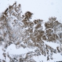 GOT1 Rabbit Polyclonal Antibody