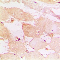 CD183 Antibody