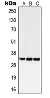 GPR18 Rabbit Polyclonal Antibody
