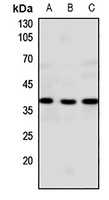 GPR20 Antibody