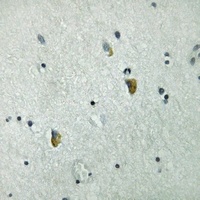 GRB10 (Phospho-Y67) Antibody