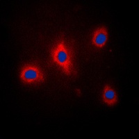 GRB10 (Phospho-Y67) Antibody