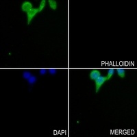 GLUR4 (Phospho-S862) Antibody