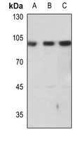 mGLUR7 Rabbit Polyclonal Antibody