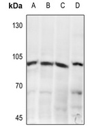 mGLUR8 Rabbit Polyclonal Antibody