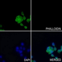 GSK3 beta (Phospho-S9) Antibody