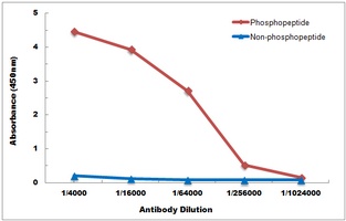 GSK3 beta (Phospho-S9) Antibody