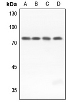 GUCY1B3 Antibody