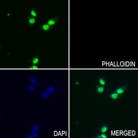 Histone Deacetylase 1 (Phospho-S421) Antibody