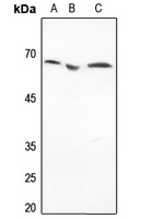 Histone Deacetylase 1 Rabbit Polyclonal Antibody