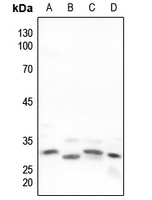 Neuregulin SMDF Rabbit Polyclonal Antibody