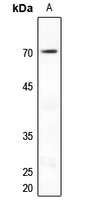NUR77 Rabbit Polyclonal Antibody