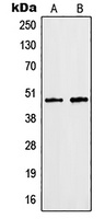 HNRNPF Antibody