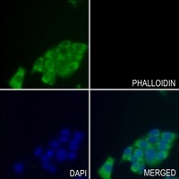 HSP27 (Phospho-S15) Antibody