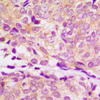 HSP90 alpha Antibody