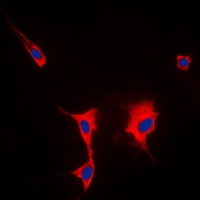 HSP90 alpha Antibody