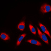 HSP60 Antibody [KO/KD Validated]
