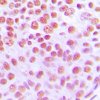 Cytokine IK Antibody