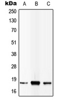 IL-4 Antibody